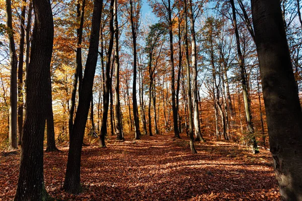 Herfst Bos Achtergrond Prachtig Herfstboslandschap Ochtendscène Het Kleurrijke Bos Schoonheid — Stockfoto