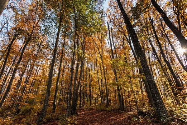 秋の森の背景 美しい秋の森の風景 カラフルな森の中の朝のシーン 自然の概念の背景の美しさ — ストック写真
