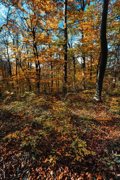 Herfst Bos Achtergrond Prachtig Herfstboslandschap Ochtendscène Het Kleurrijke Bos Schoonheid — Stockfoto