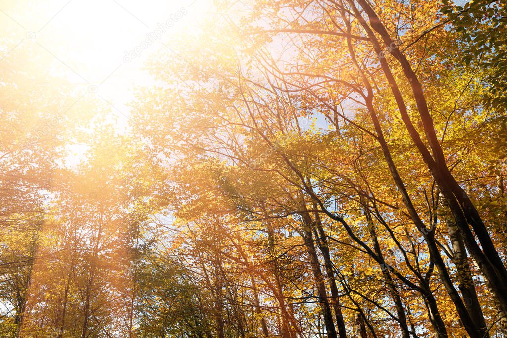 Autumn forest background. Beautiful autumn forest landscape. Morning scene in the colorful woodland. Beauty of nature concept background. Bottom view of the tops of trees in the autumn forest.