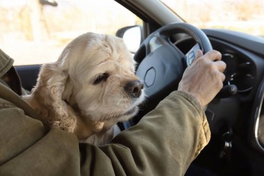 Adam en sevdiği evcil hayvanıyla otomobille seyahat ediyor.