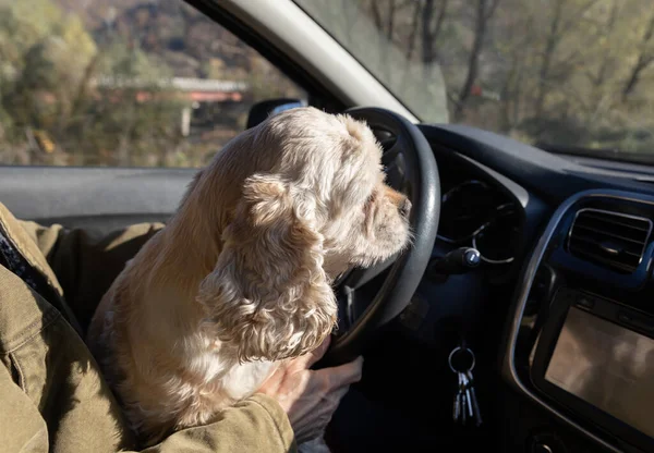 男人和他最喜欢的宠物一起开车旅行 — 图库照片