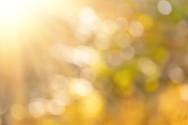 Parlak sonbahar arkaplanı bulanık. Sonbahar ormanı arka planının soyut dokusu