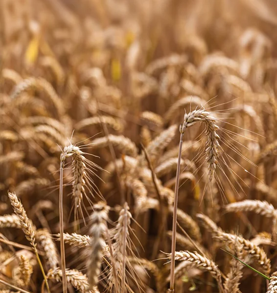 Wheat Field Background Golden Wheat Field Sunny Day Beautiful Nature — Stock Photo, Image