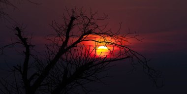 Yapraksız ağaç siluetleri dramatik bir günbatımı gökyüzüne karşı