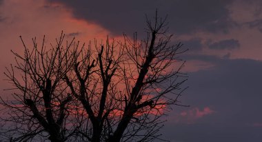 Yapraksız ağaç siluetleri dramatik bir günbatımı gökyüzüne karşı