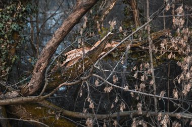 Fırtına hasarı. Ormandaki kırık ağaç.