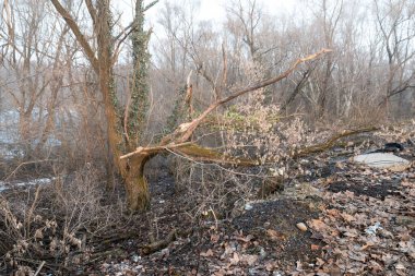 Fırtına hasarı. Ormandaki kırık ağaç.