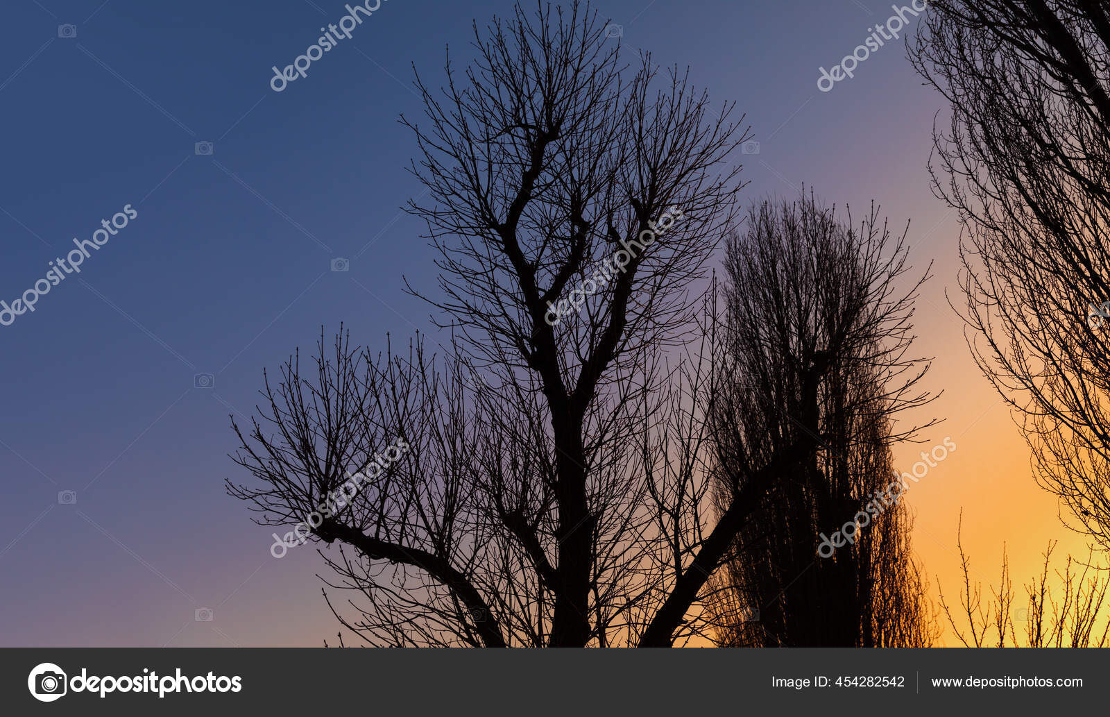 大树光秃秃的枝干与清晨蓝色橙色和黄色天空对比的轮廓——图库图片© palinchak #454282542, image size:1600x1033