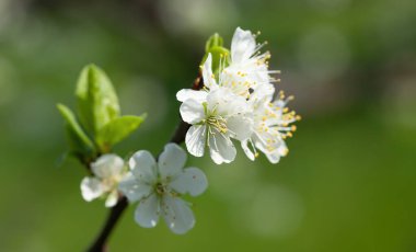 Çiçek açan bahar ağacı brunch 'ı. Beyaz çiçeklerle çiçek açan ağaç brunch 'ının yumuşak görüntüsü