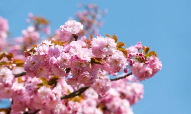 Sakura çiçekleri. Mavi arkaplanda çiçek açan kiraz ağacı.