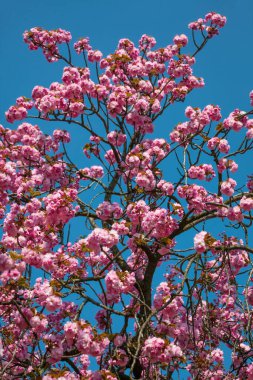 Sakura çiçekleri. Mavi arkaplanda çiçek açan kiraz ağacı.