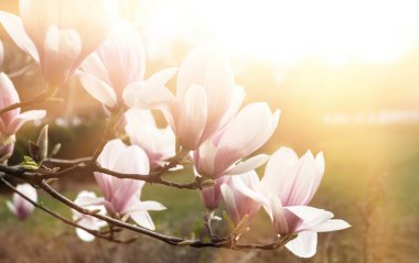 Manolya çiçekleri arka planı. Çiçek açan ağaç ve güneşli güzel doğa sahnesi. Bahar çiçekleriyle güneşli bir gün