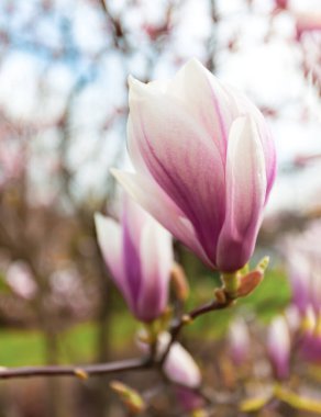 Manolya çiçekleri arka planı. Çiçek açan ağaç ve güneşli güzel doğa sahnesi. Bahar çiçekleriyle güneşli bir gün