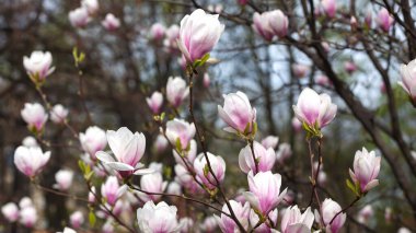 Manolya çiçekleri arka planı. Çiçek açan ağaç ve güneşli güzel doğa sahnesi. Bahar çiçekleriyle güneşli bir gün