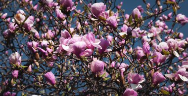 Doğa konsepti. Güneş ışığında pembe manolya çiçekleri. Bahar zamanı manolya çiçekleri.