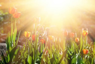 Güneş ışınlarında açan kırmızı laleler. Baharda lale bahçesi.