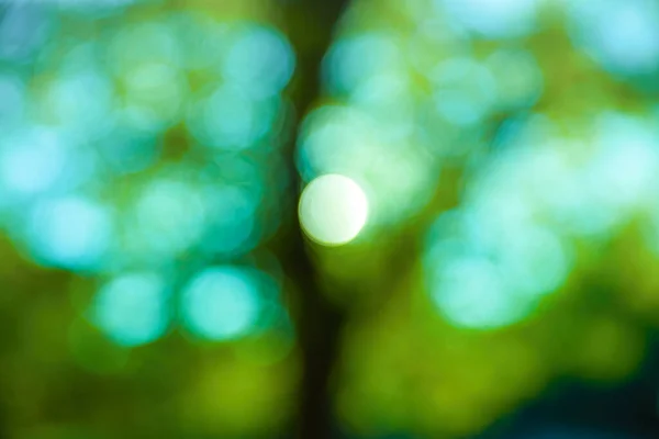 Абстрактний Розмитий Природний Фон Розфокусоване Зображення Осіннього Парку Деревами Листям — стокове фото