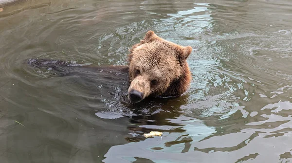 Urso Castanho Jardim Zoológico Nadando Piscina — Fotografia de Stock