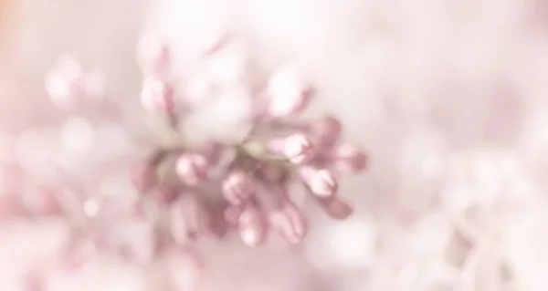 Güneş Işığındaki Leylak Çiçeklerinin Yakın Plan Görüntüsü Yumuşak Odaklı Bulanık — Stok fotoğraf