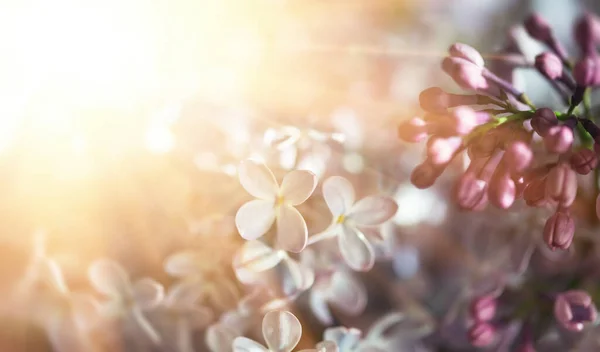 Närbild Syrenblommor Solljus Suddig Bild Med Mjukt Fokus Naturlig Bakgrund — Stockfoto