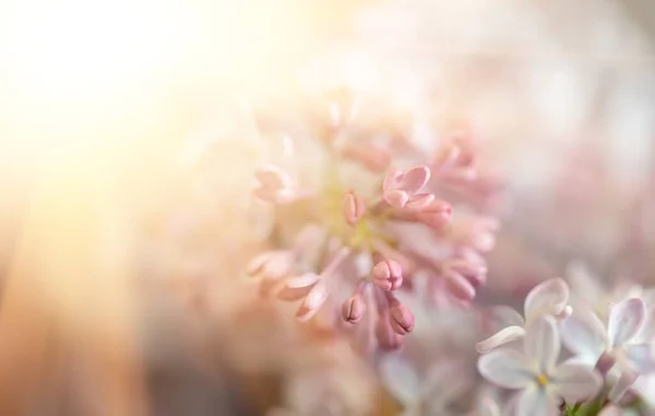 Närbild Syrenblommor Solljus Suddig Bild Med Mjukt Fokus Naturlig Bakgrund — Stockfoto