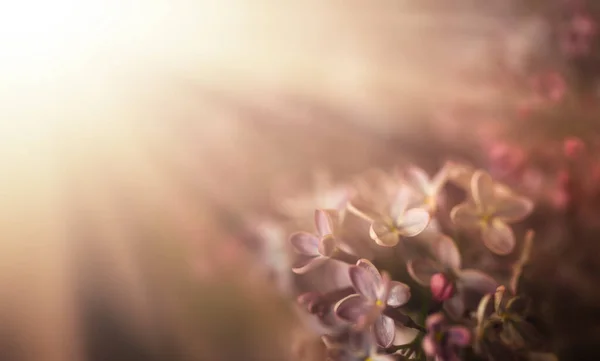 Güneş Işığındaki Leylak Çiçeklerinin Yakın Plan Görüntüsü Yumuşak Odaklı Bulanık — Stok fotoğraf