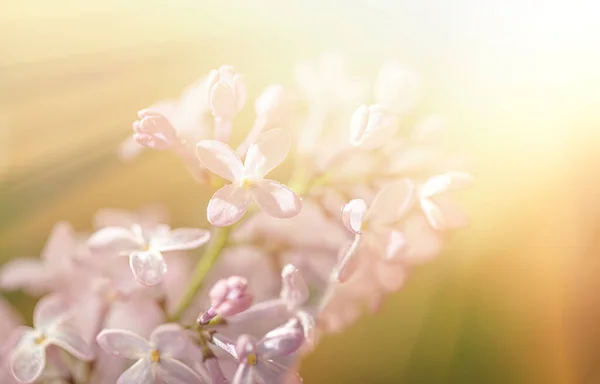 Närbild Syrenblommor Solljus Suddig Bild Med Mjukt Fokus Naturlig Bakgrund — Stockfoto