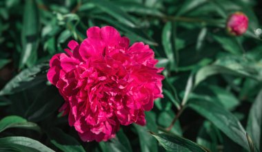 Güneş ışığında çiçek açan pembe şakayıkların yumuşak odak noktası. Seçici odaklanma. Sığ alan derinliği 