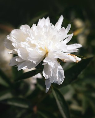Güneş ışığında çiçek açan beyaz şakayıkların yumuşak odak noktası. Seçici odaklanma. Sığ alan derinliği 