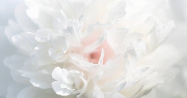 Şakayık yapraklarının doğal çiçekleri. Şakayık çiçek dokusunun resmini kapat