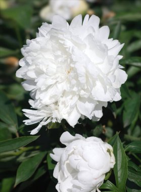 Güneş ışığında çiçek açan beyaz şakayıkların yumuşak odak noktası. Seçici odaklanma. Sığ alan derinliği 