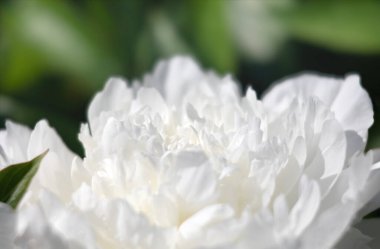 Şakayık yapraklarının doğal çiçekleri. Şakayık çiçek dokusunun resmini kapat