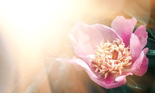 Güneş Işığında Çiçek Açan Pembe Şakayıkların Yumuşak Odak Noktası Seçici — Stok fotoğraf