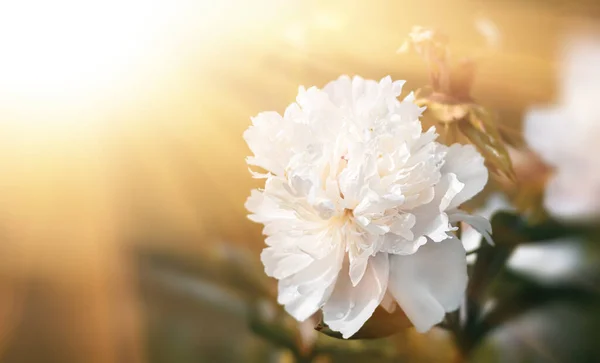 Zacht Focusbeeld Van Bloeiende Witte Pioenen Zonlicht Selectieve Focus Ondiepe — Stockfoto