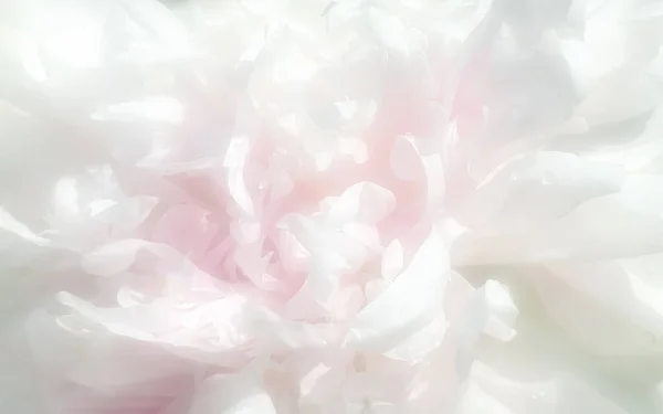 Natural floral background from peony petals. Close up image of peony flower texture