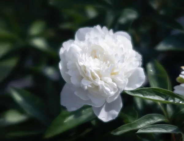 Puha Fókusz Kép Virágzó Fehér Bazsarózsa Napfényben Szelektív Fókusz Sekély — Stock Fotó