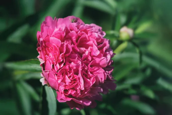 Miękki Obraz Ostrości Kwitnących Różowych Piwonii Świetle Słonecznym Wybiórcze Skupienie — Zdjęcie stockowe