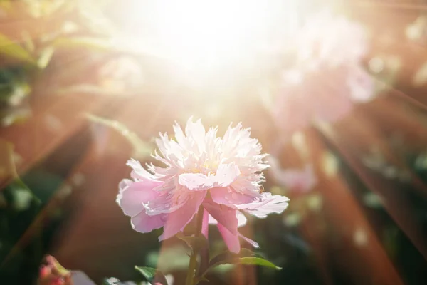 Imagem Foco Suave Peônias Rosa Branco Florescendo Luz Sol Foco — Fotografia de Stock