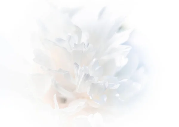 Natürlicher Floraler Hintergrund Aus Pfingstrosenblättern Nahaufnahme Bild Der Pfingstrose Blume — Stockfoto