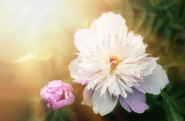 Soft Focus Image Blooming Pink White Peonies Sun Light Selective — Stock Photo, Image