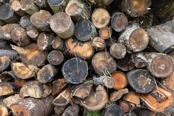 Fondo Madera Natural Primer Plano Leña Picada Montones Leña Preparación — Foto de Stock