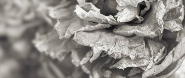 Kuru güller. Bir buketteki kurumuş gül çiçeklerinin yakın plan siyah beyaz görüntüsü. Yaşam ve ölüm kavramı. Kurumuş çiçekler