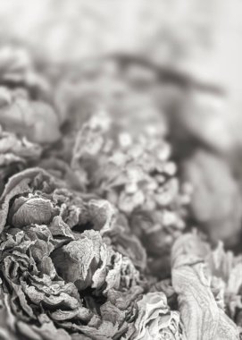 Kuru güller. Bir buketteki kurumuş gül çiçeklerinin yakın plan siyah beyaz görüntüsü. Yaşam ve ölüm kavramı. Kurumuş çiçekler