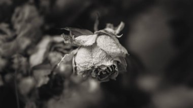 Kuru güller. Bir buketteki kurumuş gül çiçeklerinin yakın plan siyah beyaz görüntüsü. Yaşam ve ölüm kavramı. Kurumuş çiçekler