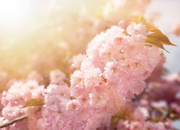 Sakura Arbres Avec Des Fleurs Lumière Soleil Fleurs Roses Fleurs — Photo