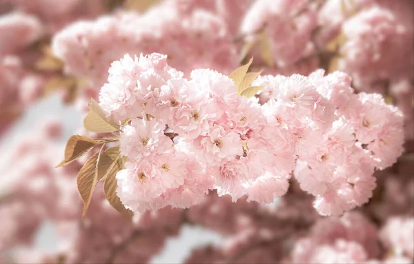 Drzewa Sakura Kwiatami Słońcu Różowe Kwiaty Wiosennych Kwiatów Wiśni Tło — Zdjęcie stockowe