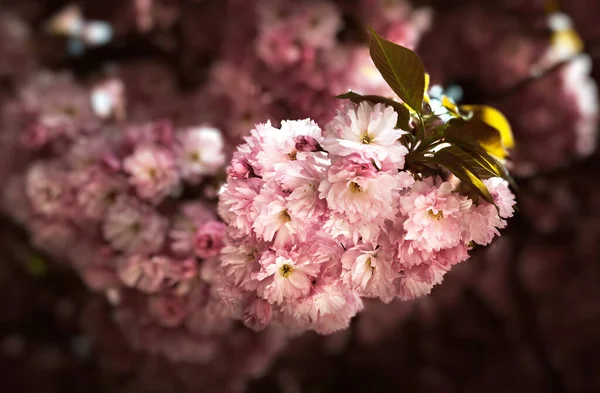 Sakura Bomen Met Bloemen Zonlicht Roze Bloemen Van Lente Kersenbloesems — Stockfoto