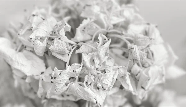 Suché Růže Detailní Černobílý Obraz Sušených Růžových Květin Kytici Koncept — Stock fotografie