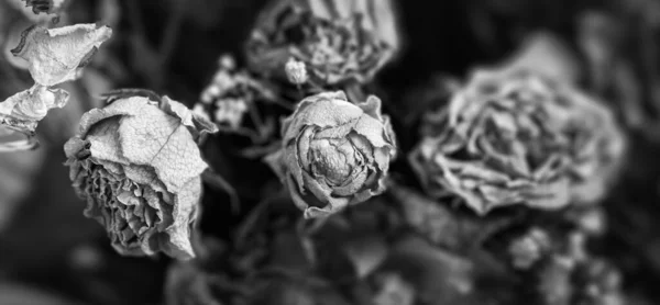 Сухие Розы Крупным Планом Черно Белое Изображение Сушеных Розовых Цветов — стоковое фото